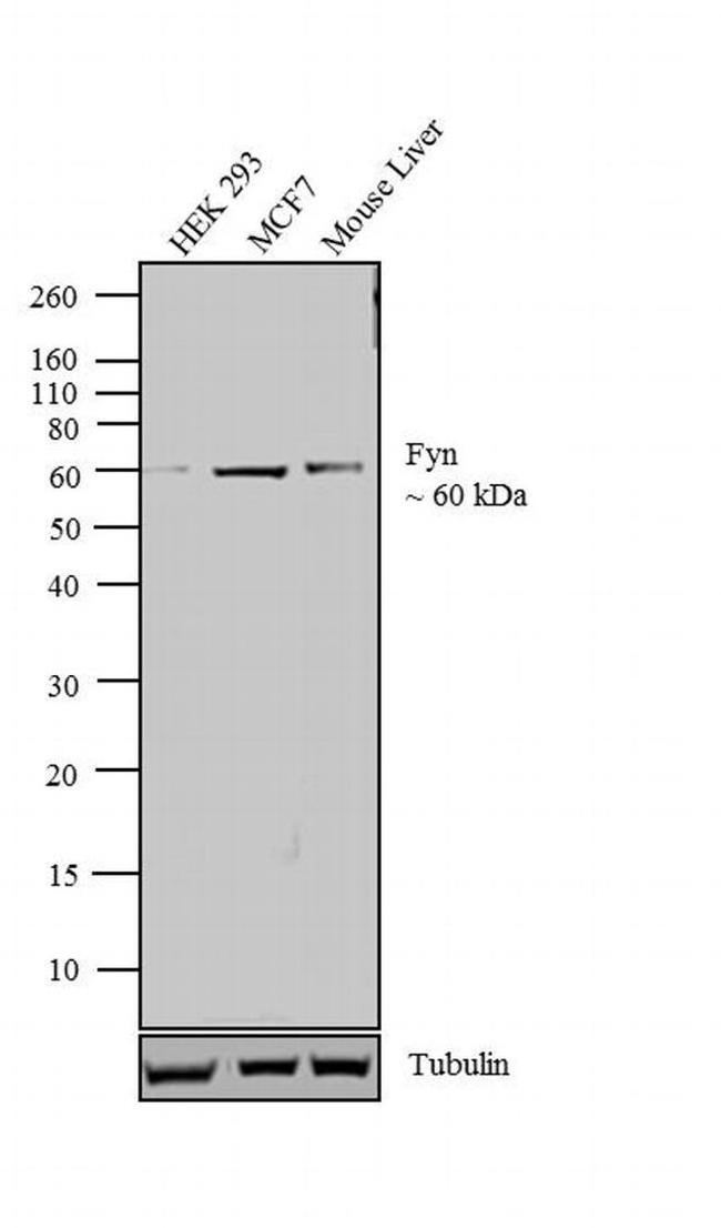 Fyn Antibody in Western Blot (WB)