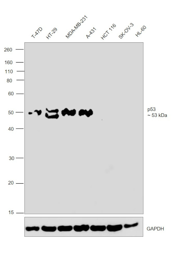 p53 Antibody