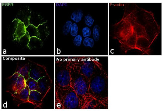 EGFR Antibody in Immunocytochemistry (ICC/IF)