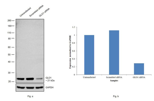 GLO1 Antibody in Western Blot (WB)