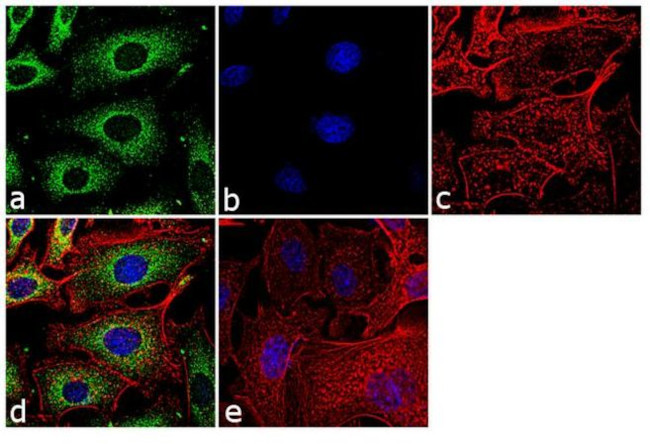 ERK1 Antibody in Immunocytochemistry (ICC/IF)