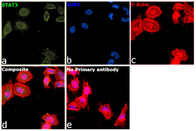 STAT3 Antibody in Immunocytochemistry (ICC/IF)