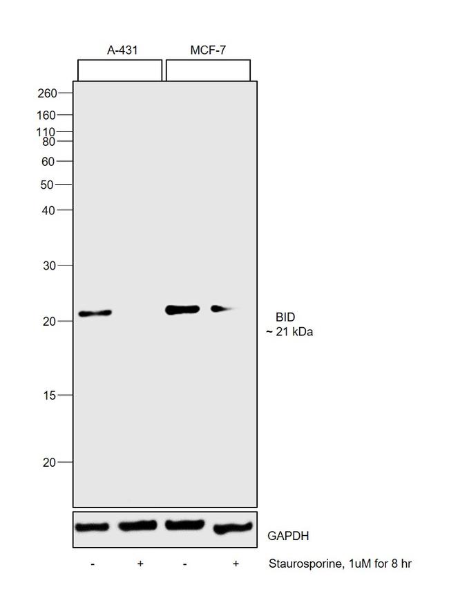 BID Antibody in Western Blot (WB)