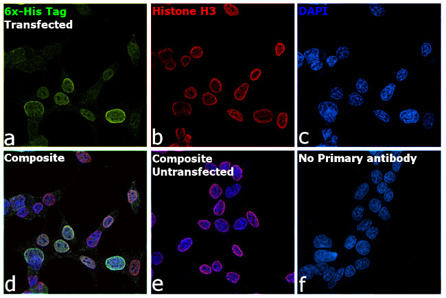 6x-His Tag Antibody in Immunocytochemistry (ICC/IF)