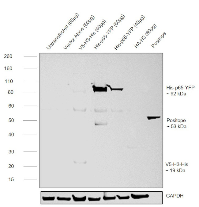 6x-His Tag Antibody