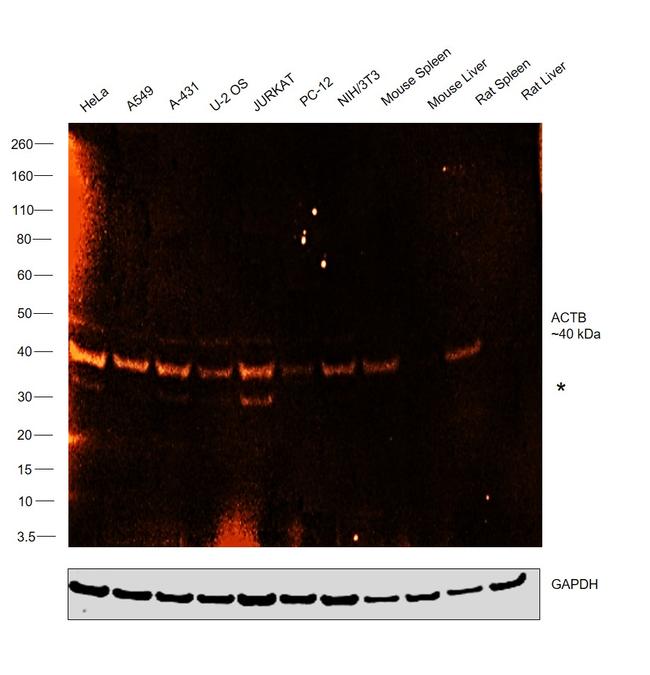 beta Actin Antibody in Western Blot (WB)