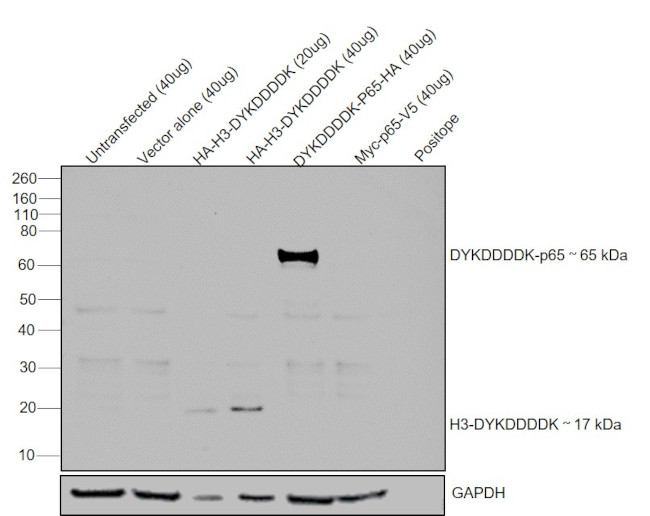 DYKDDDDK Tag Antibody