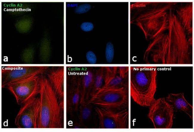 Cyclin A2 Antibody in Immunocytochemistry (ICC/IF)