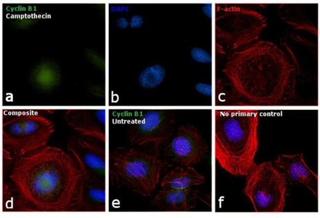 Cyclin B1 Antibody in Immunocytochemistry (ICC/IF)