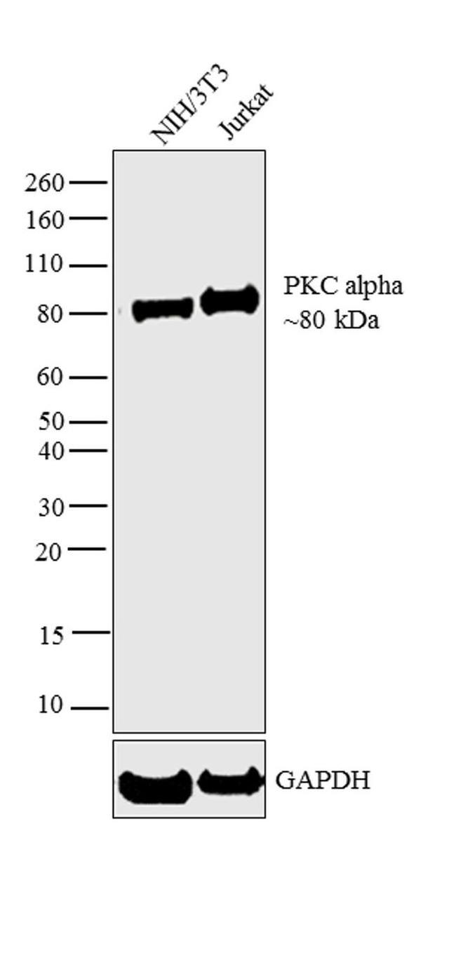 PKC alpha Antibody in Western Blot (WB)