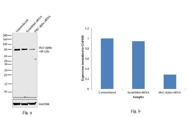 PKC alpha Antibody in Western Blot (WB)