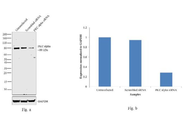 PKC alpha Antibody