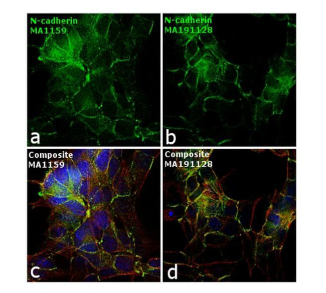 N-cadherin Antibody