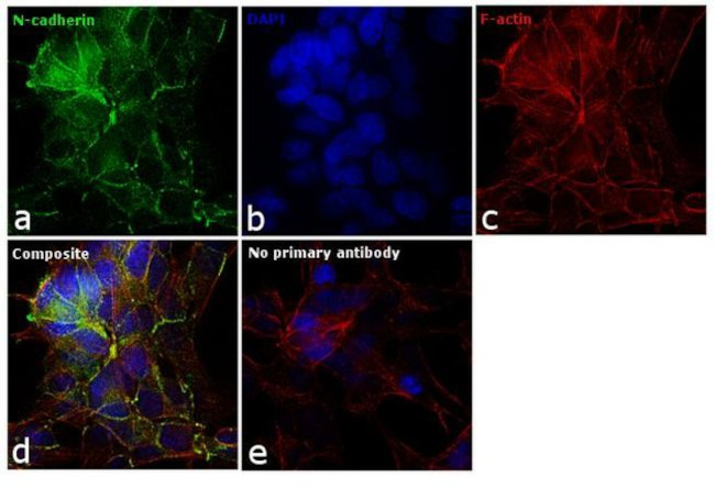 N-cadherin Antibody in Immunocytochemistry (ICC/IF)