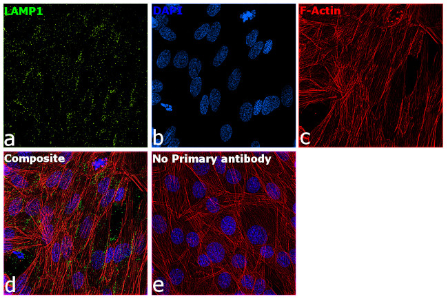 LAMP1 Antibody in Immunocytochemistry (ICC/IF)