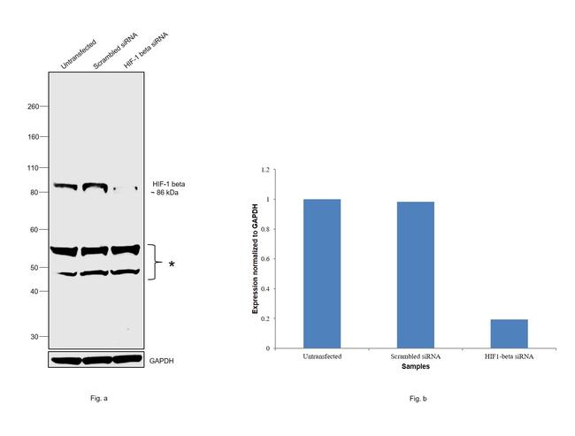 HIF-1 beta Antibody in Western Blot (WB)