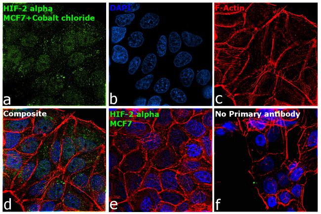 HIF-2 alpha Antibody