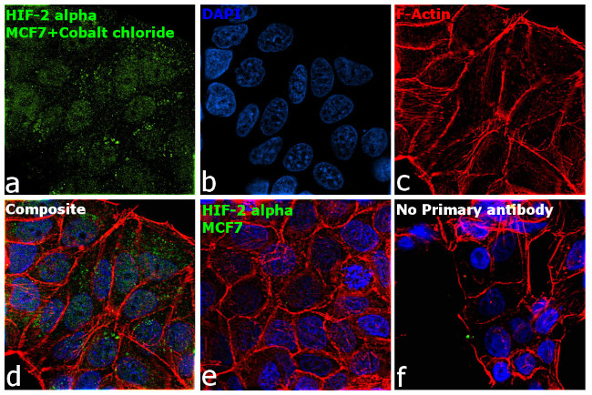 HIF-2 alpha Antibody in Immunocytochemistry (ICC/IF)