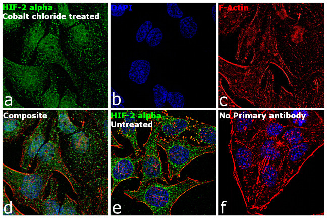 HIF-2 alpha Antibody in Immunocytochemistry (ICC/IF)