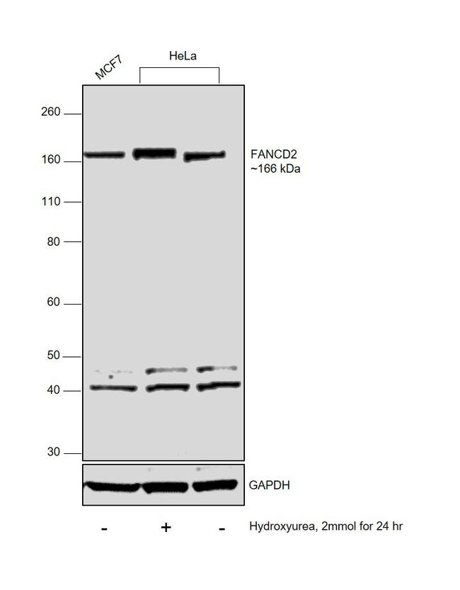 FANCD2 Antibody in Western Blot (WB)