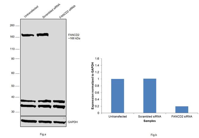 FANCD2 Antibody in Western Blot (WB)