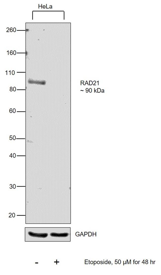 RAD21 Antibody in Western Blot (WB)