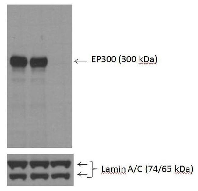 p300 Antibody in Western Blot (WB)