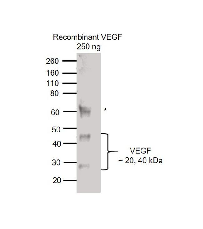 VEGF Antibody in Western Blot (WB)