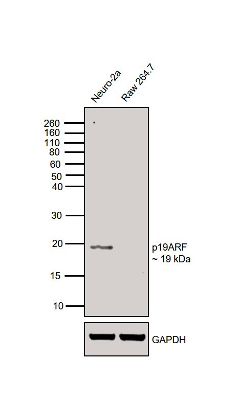 p19ARF Antibody