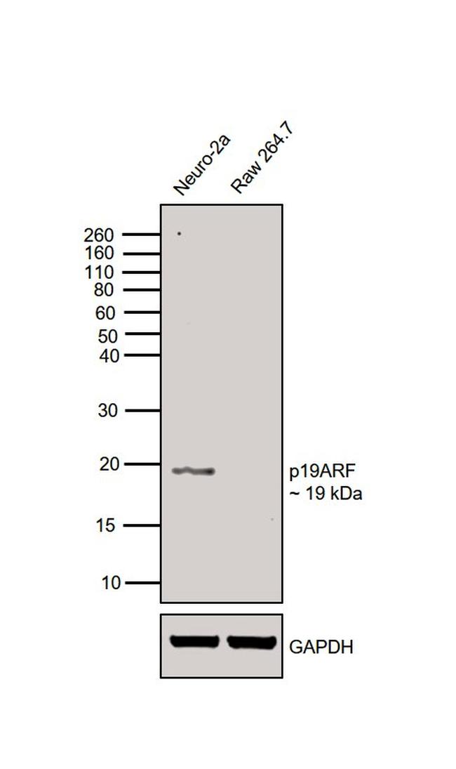 p19ARF Antibody in Western Blot (WB)