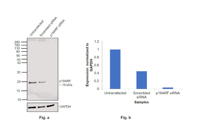 p19ARF Antibody