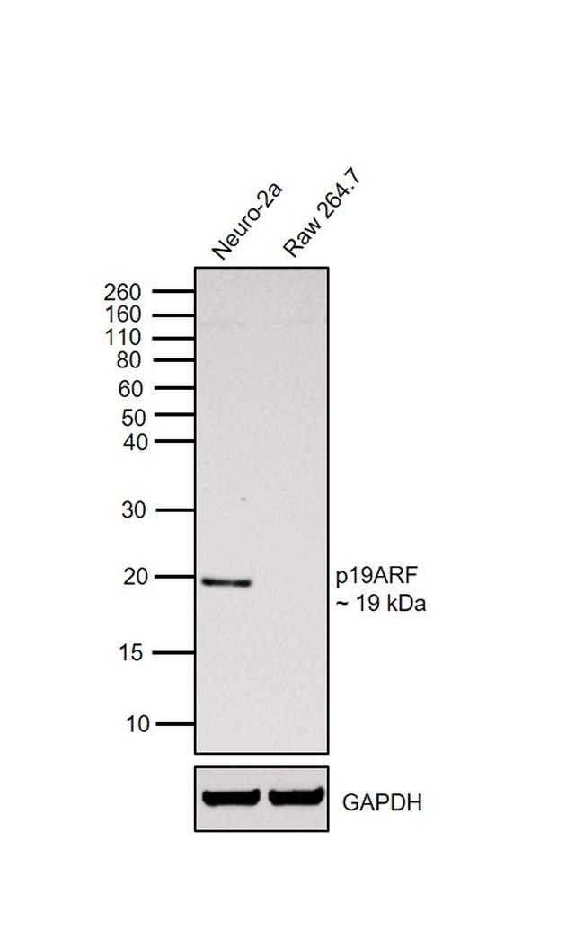 p19ARF Antibody in Western Blot (WB)