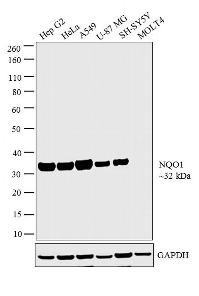 NQO1 Antibody in Western Blot (WB)