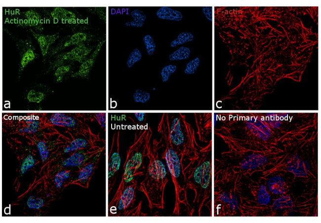 HuR Antibody in Immunocytochemistry (ICC/IF)