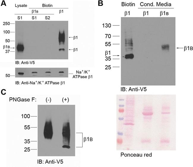 ATP1B1 Antibody in Western Blot (WB)