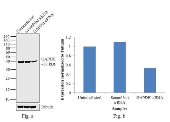 GAPDH Antibody