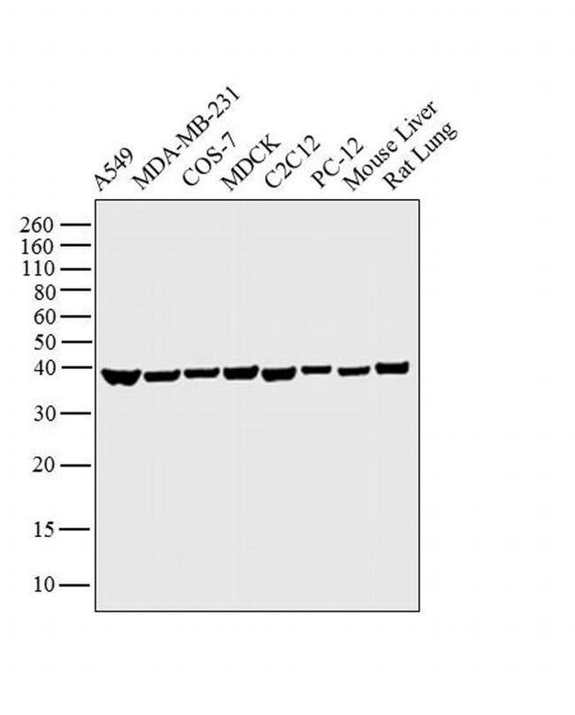 GAPDH Antibody in Western Blot (WB)