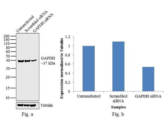 GAPDH Antibody in Western Blot (WB)