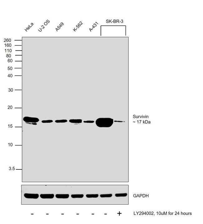 Survivin Antibody in Western Blot (WB)