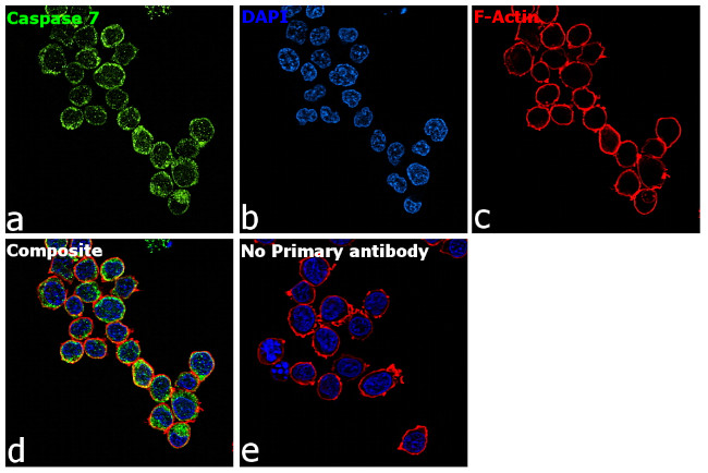 Caspase 7 Antibody in Immunocytochemistry (ICC/IF)