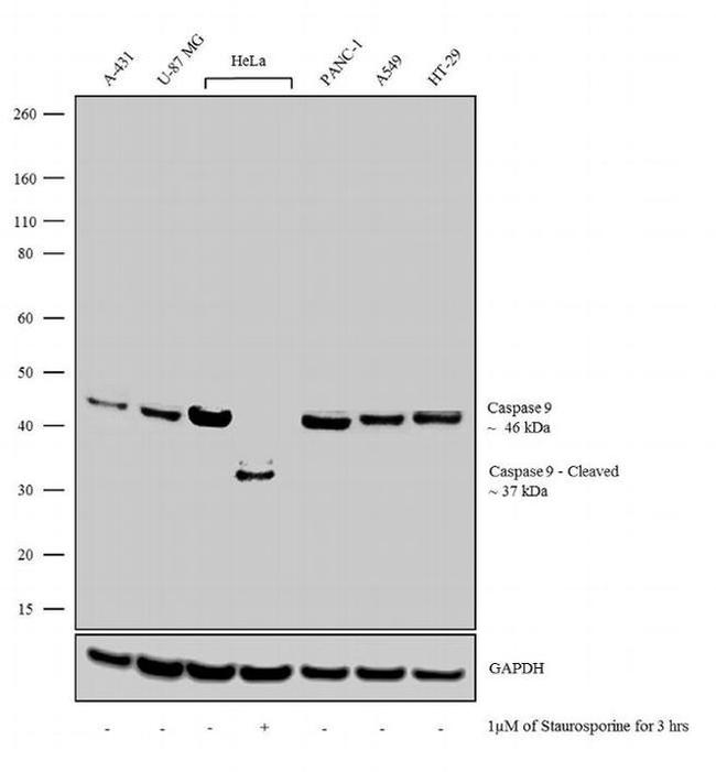 Caspase 9 Antibody in Western Blot (WB)