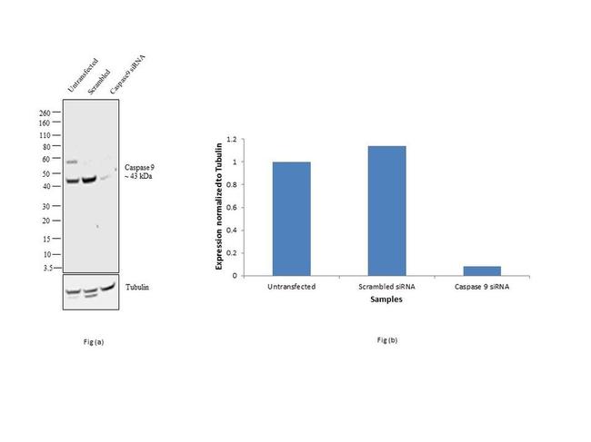 Caspase 9 Antibody in Western Blot (WB)