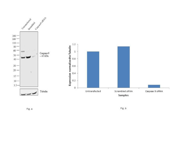 Caspase 9 Antibody