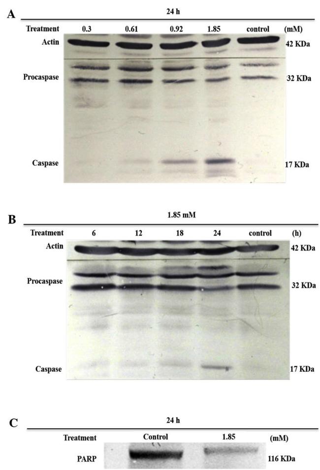 Caspase 3 Antibody in Western Blot (WB)