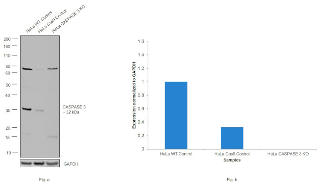 Caspase 3 Antibody