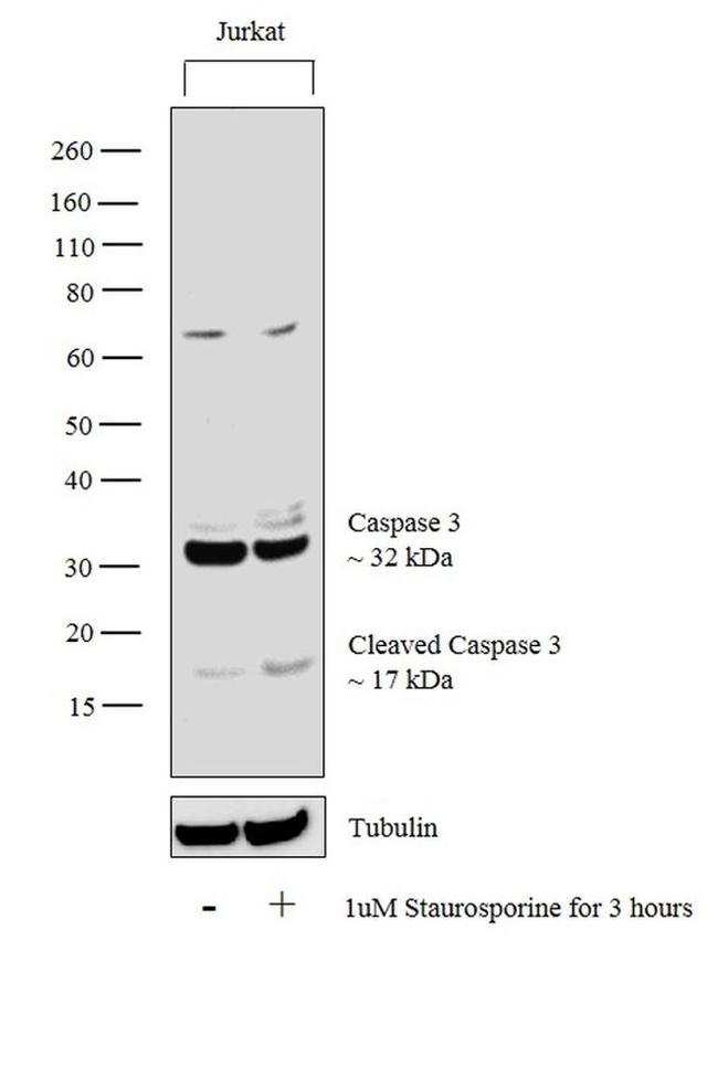 Caspase 3 Antibody in Western Blot (WB)