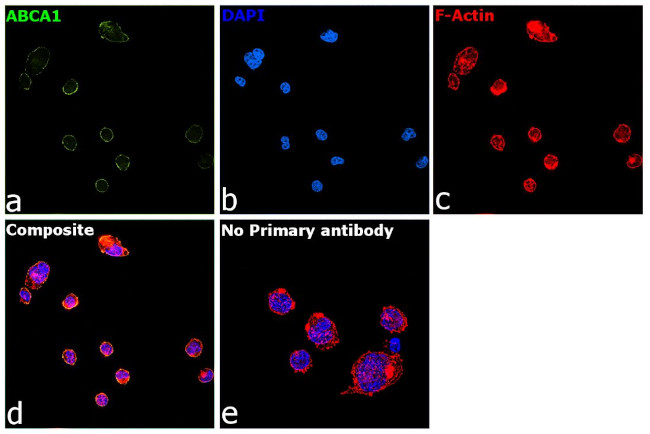 ABCA1 Antibody in Immunocytochemistry (ICC/IF)