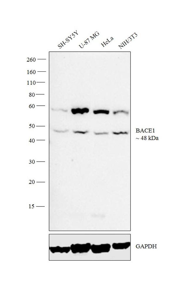 BACE1 Antibody in Western Blot (WB)