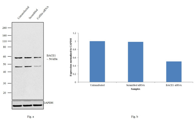 BACE1 Antibody