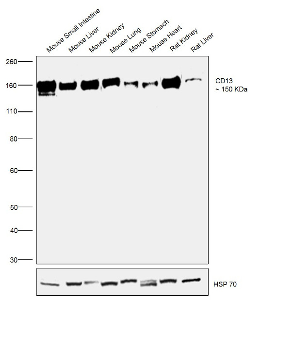 CD13 Antibody